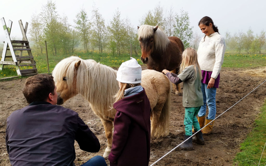Freilerner-Gemeinschaft auf Bornholm, Pferde streicheln und Bürsten bei Eliane
